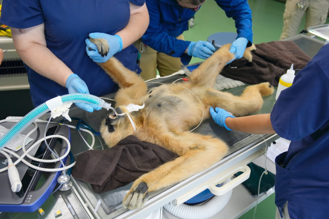 A Novelty of Zoology: N.J. zoo visitors get to watch veterinarians treat  the animals | News, Sports, Jobs - Altoona Mirror, image size:1100x733